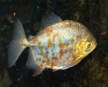 Male Redhook Metunnis - Myleus rubripinnis (Syn. Myloplus rubripinnis) photo