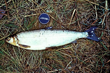 Image title: Least cisco fish on grass coregonus sardinella
Image from Public domain images website, http://www.public-domain-image.com/full-image/fauna-animals-public-domain-images-pictures/fishes-pu