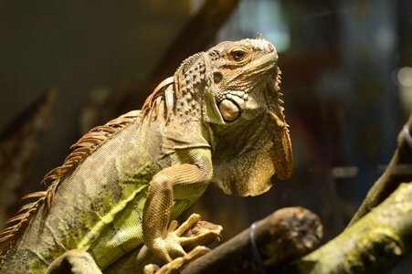 Squamata animal creature