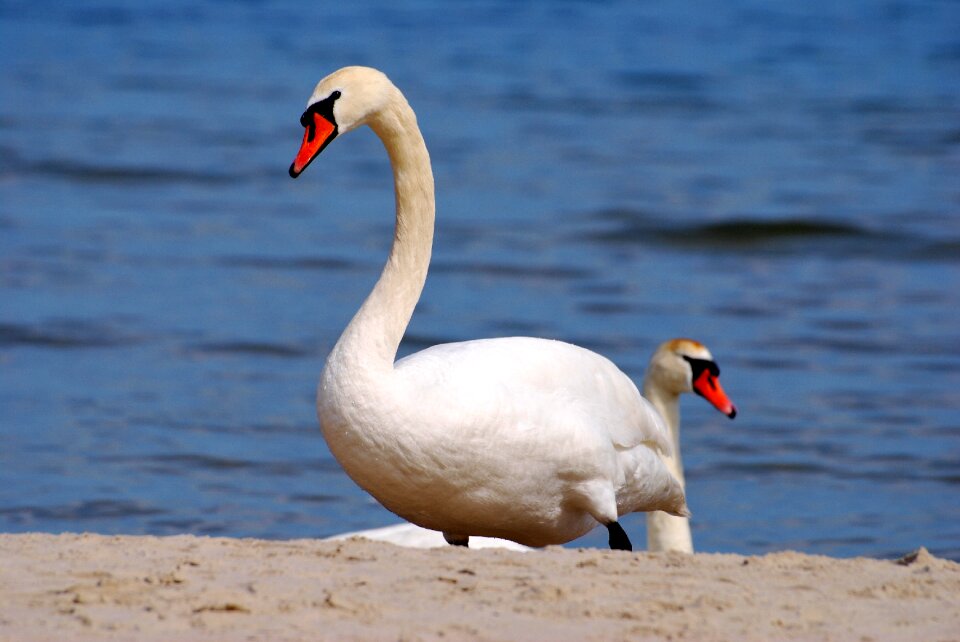 Birds animal landscape