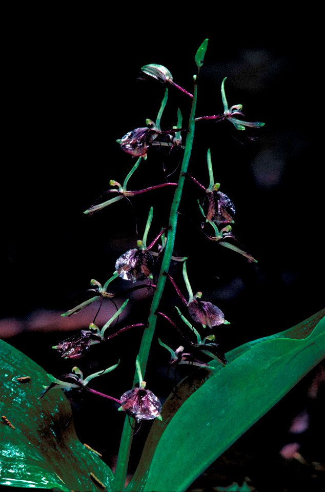 Image title: Delicate dark purplish brown lily leaved twayblade orchid blossoms liparis liliifolia
Image from Public domain images website, http://www.public-domain-image.com/full-image/flora-plants-p