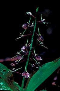 Image title: Delicate dark purplish brown lily leaved twayblade orchid blossoms liparis liliifolia Image from Public domain images website, http://www.public-domain-image.com/full-image/flora-plants-p photo