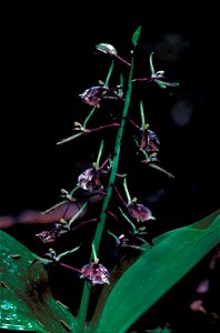 Image title: Delicate dark purplish brown lily leaved twayblade orchid blossoms liparis liliifolia
Image from Public domain images website, http://www.public-domain-image.com/full-image/flora-plants-p