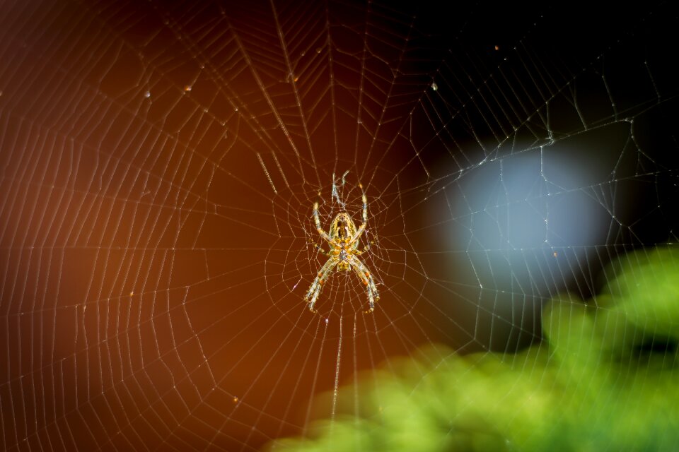 Spider web insect brown web photo