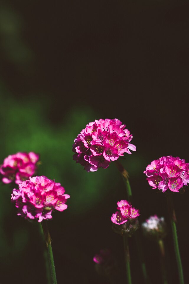 Pink blossoms nature flora