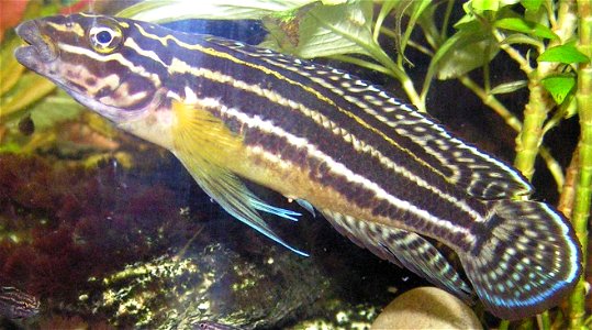 Adult Julidochromis regani photo
