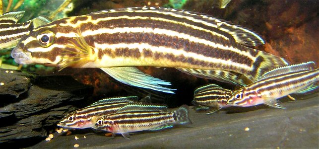 Julidochromis regani family feeding photo