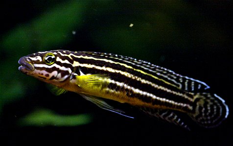 Adult Julidochromis regani photo