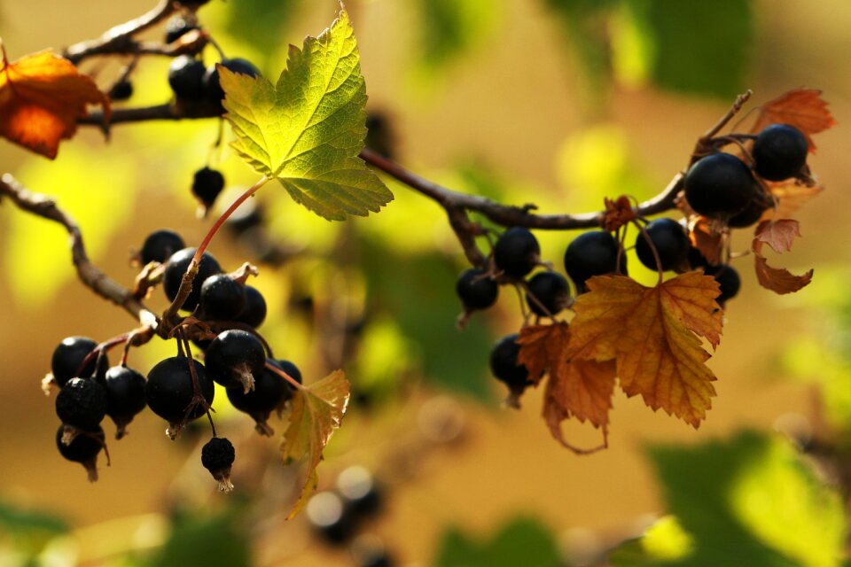 Berry plant nature