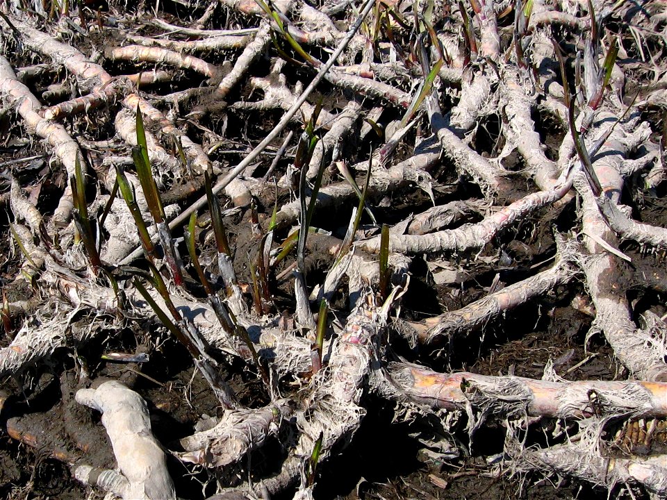 Rhizomes of Acorus calamus growing on the bottom of emptied pond. Pelhrimov, Czech Republic, April 2012.