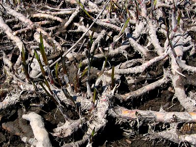 Rhizomes of Acorus calamus growing on the bottom of emptied pond. Pelhrimov, Czech Republic, April 2012.