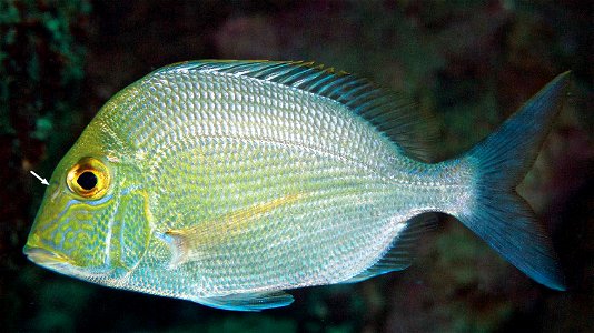 Figure 6; Calamus nodosus subadult in the PNSAV. Note the nodule (indicated by arrow) characteristic of this species on side of snout before eye.