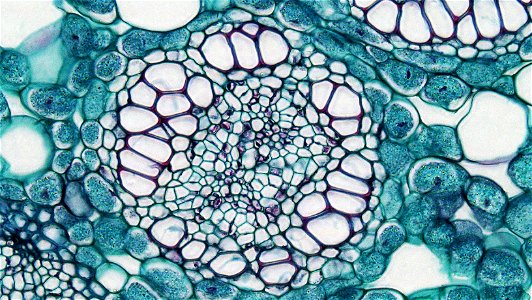 cross section: Acorus calamus common name: Sweet Flag magnification: 400x The rhizomes, or horizontal stems, of Acorus are notable for their accumulation of aromatic medicinal oils. The well cutiniz photo