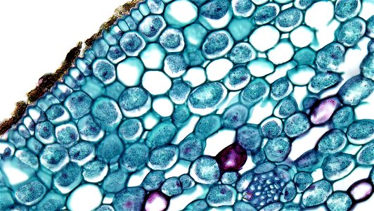 cross section: Acorus calamus 
common name: Sweet Flag
magnification: 400x

The rhizomes, or horizontal stems, of Acorus are notable for their accumulation of aromatic medicinal oils.
The well cutiniz