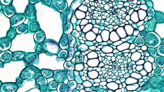 cross section: Acorus calamus common name: Sweet Flag magnification: 400x The rhizomes, or horizontal stems, of Acorus are notable for their accumulation of aromatic medicinal oils. The well cutiniz photo