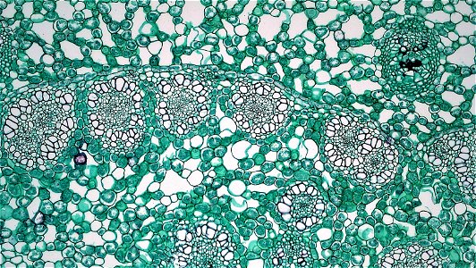 cross section: Acorus calamus 
common name: Sweet Flag
magnification: 100x

The rhizomes, or horizontal stems, of Acorus are notable for their accumulation of aromatic medicinal oils.
The well cutiniz