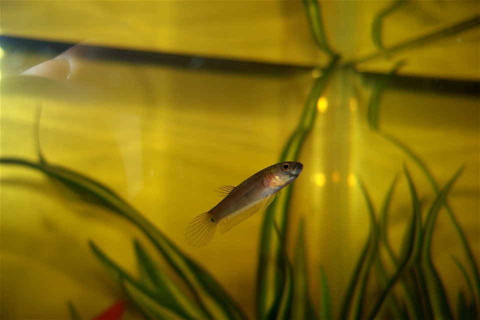 Young betta pallifina (unsexed).