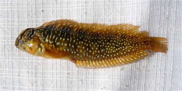 Salaria pavo (Risso, 1810). Peacock blenny female. This funny predatory fish was caught in the Black sea. Wet matter was used as a background to prevent damage to its skin. After very short photosessi