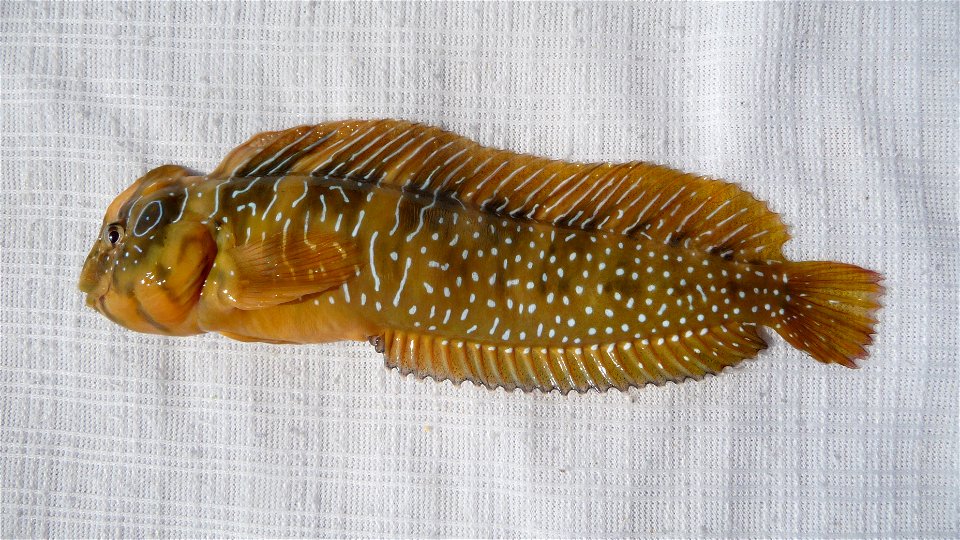 Salaria pavo (Risso, 1810). Peacock blenny male. This funny predatory fish was caught in the Black sea. Wet matter was used as a background to prevent damage to its skin. After very short photosession photo