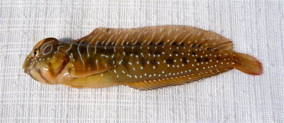 Salaria pavo (Risso, 1810). Peacock blenny male. This funny predatory fish was caught in the Black sea. Wet matter was used as a background to prevent damage to its skin. After very short photosession