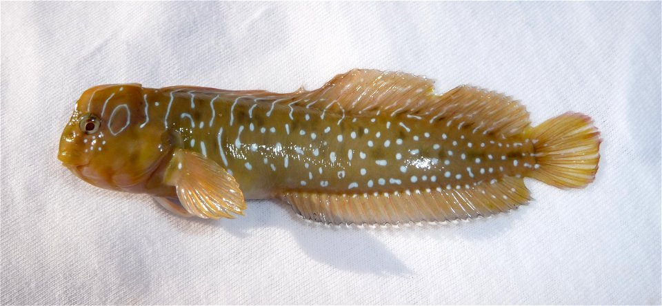 Salaria pavo (Risso, 1810). Peacock blenny male. This funny predatory fish was caught in the Black sea. Wet matter was used as a background to prevent damage to its skin. After very short photosession photo