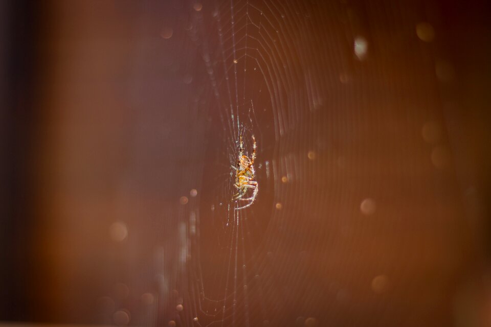 Spider web insect brown web photo