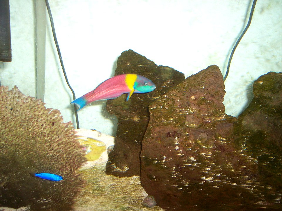 A Cortez Rainbow Wrasse, Thalassoma lucasanum, in a home aquarium