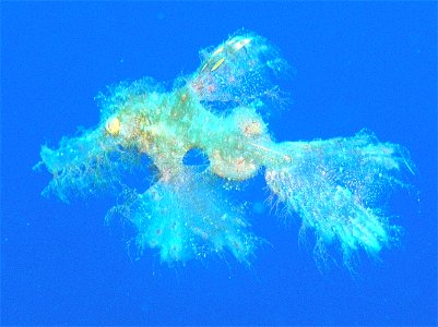 Robust, Blue-finned or Green Ghostpipefish (Solenostomus cyanopterus; paegnius) at Nosy Be, Madagascar photo