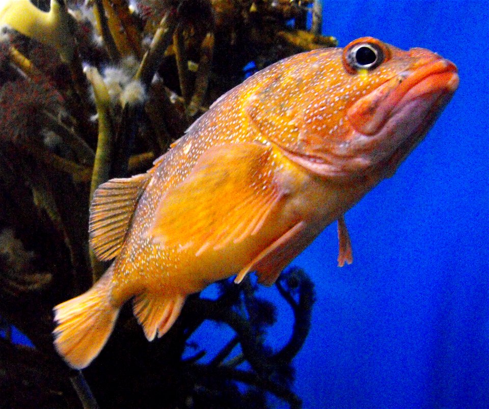Sebastes constellatus at the Birch Aquarium in San Diego, California, USA.