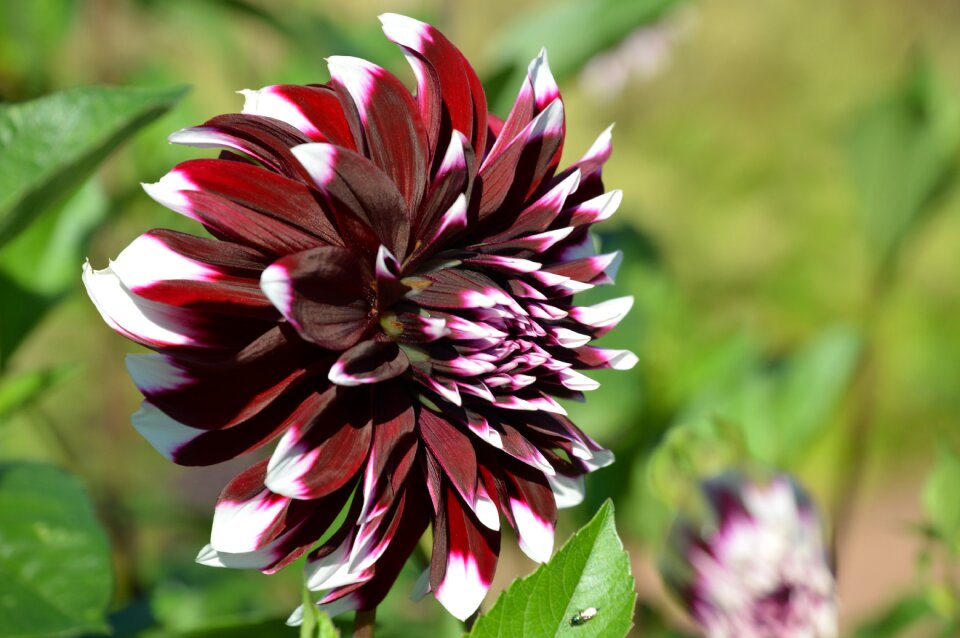 Flower garden plant flowers