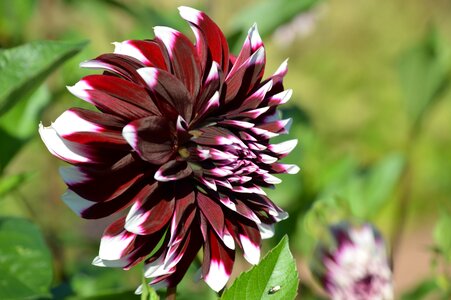 Flower garden plant flowers