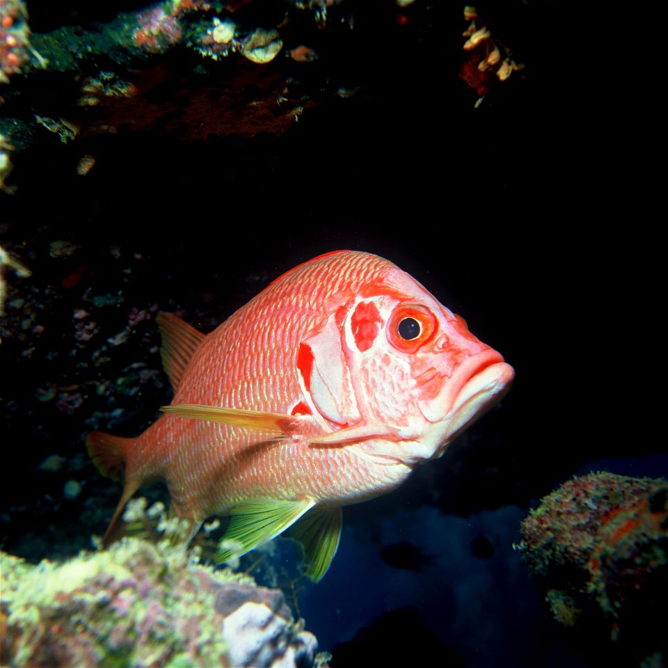 Sargocentron spiniferum Eekhoornvis