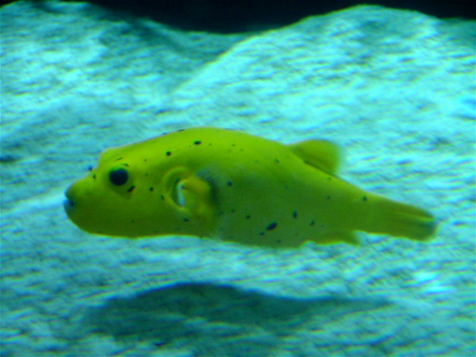 Puffer fish Arothron sp.