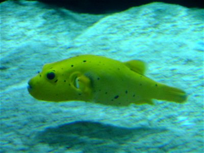 Puffer fish Arothron sp.