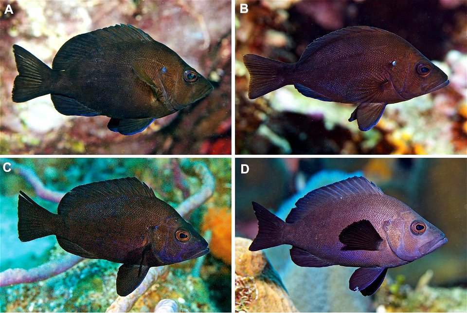 Figure 15; Adults of Hypoplectrus atlahua and its Caribbean look-alike congener H. nigricans. A, B H. atlahua in the PNSAV C, D H. nigricans at Grand Cayman and Roatan, respectively.