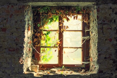 Old ivy ruin