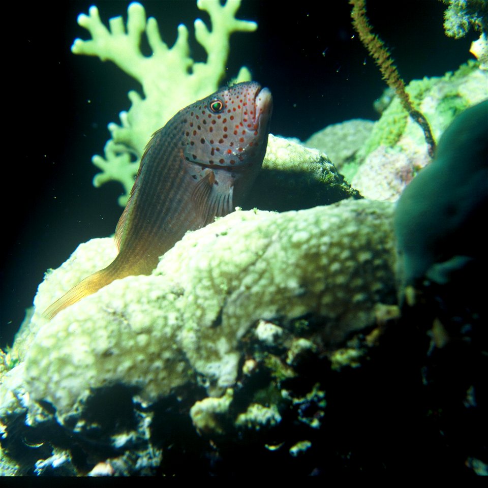 Koraalklimmer (Cirrhitidae)