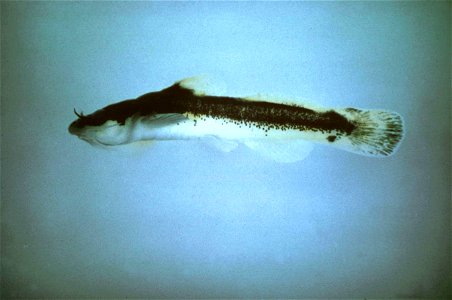 Image title: Tennessee madtom Image from Public domain images website, http://www.public-domain-image.com/full-image/fauna-animals-public-domain-images-pictures/fishes-public-domain-images-pictures/te photo