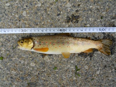 Prespa Trout (Salmo peristericus) photo