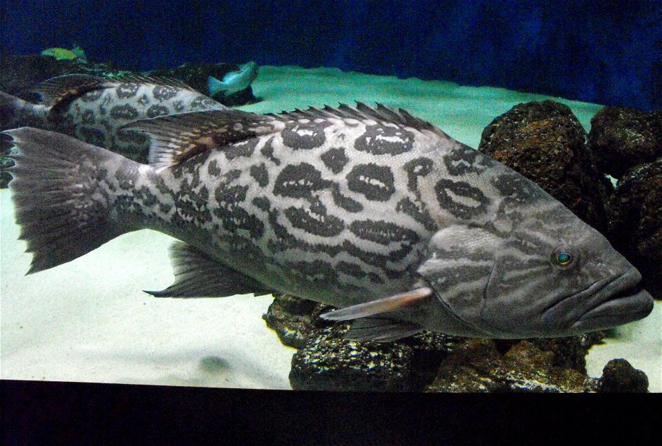 Mycteroperca xenarcha at the Birch Aquarium in San Diego, California, USA.