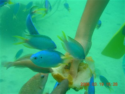 Pomacentrus pavo, Îles Tubuaï, French Polynesia photo