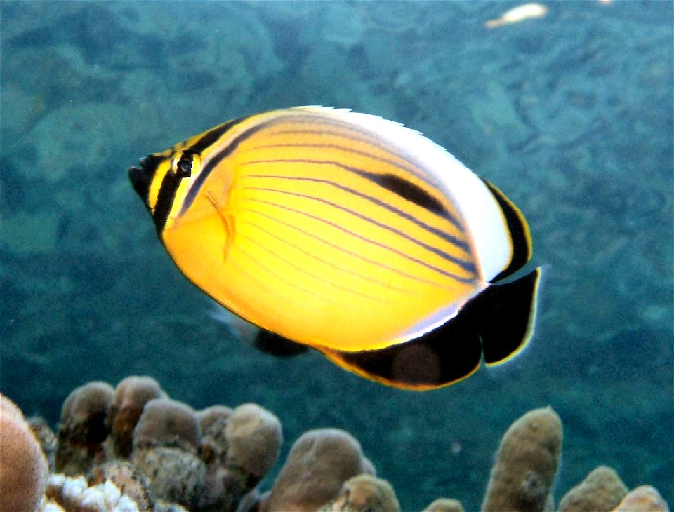 Chaetodon austriacus