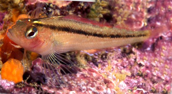 Forsterygion lapillum (Common triplefin) photo