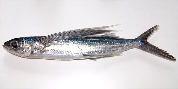 Cheilopogon pinnatibarbatus japonicus (Franz, 1910)