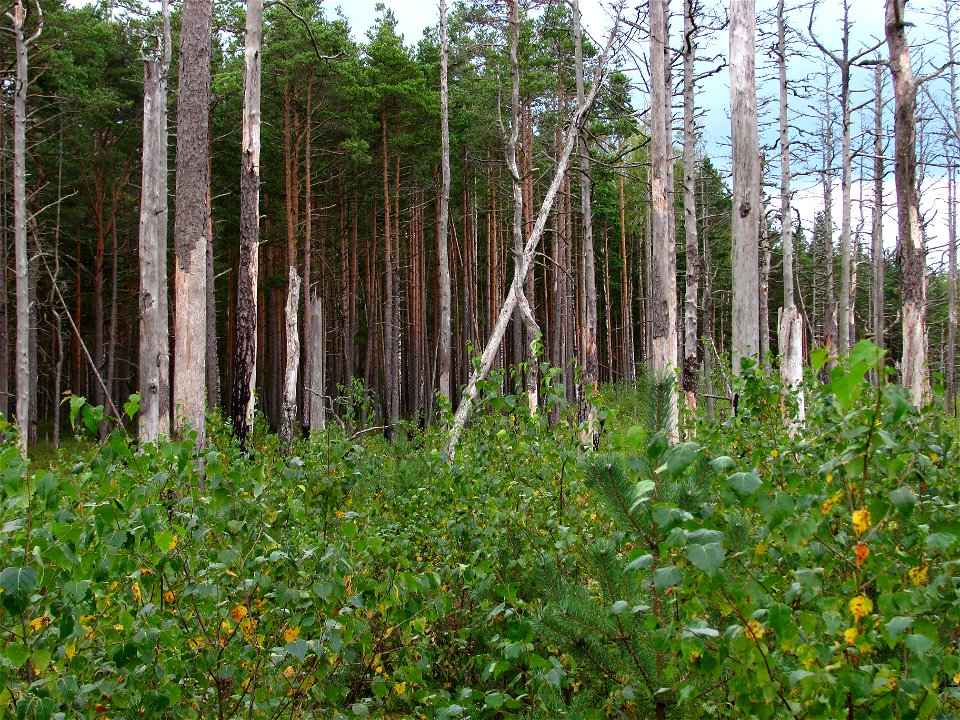 Boreal pine forest (next to Hara Bog, Lahemaa National Park, Estonia) 10 years after a forest fire.