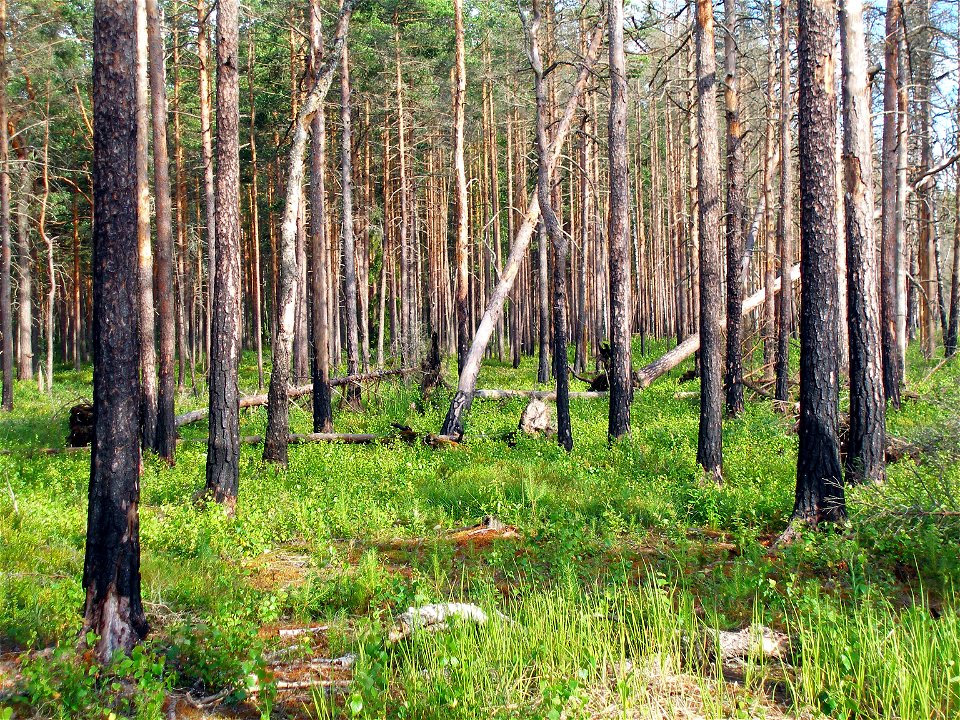 Boreal pine forest (next to Hara Bog, Lahemaa National Park, Estonia) 4 years after a forest fire.