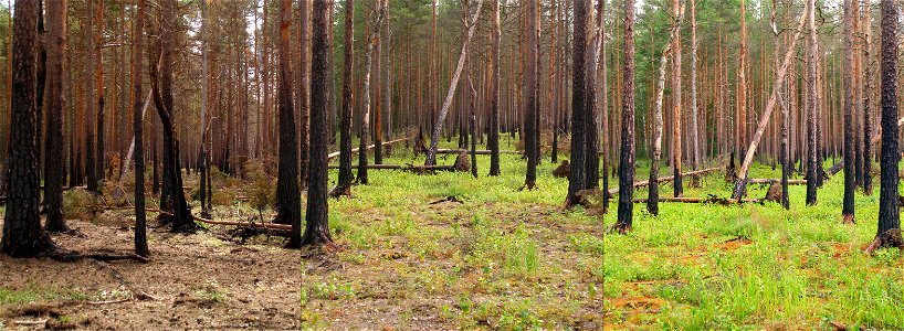 Ecological succession after wildfire in boreal pine forest (next to Hara Bog, Lahemaa National Park, Estonia): three photos of the same place, taken one, two and three years after the fire. The fire o