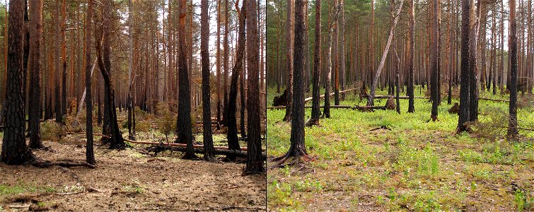 Ecological succession after wildfire in boreal pine forest (next to Hara Bog, Lahemaa National Park, Estonia): two photos of the same place, picture on the left taken one year and picture on the right