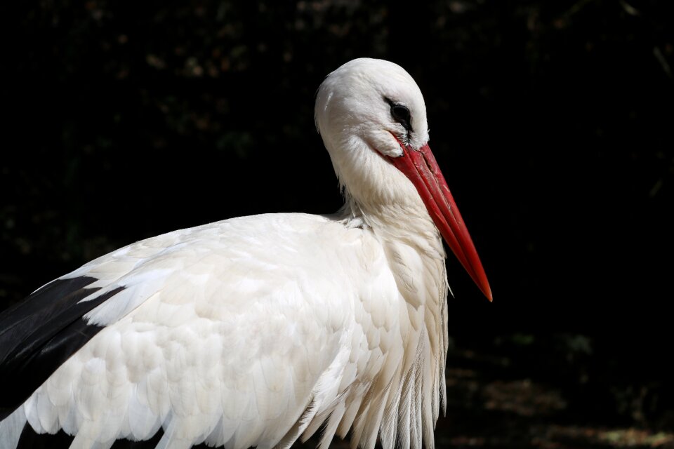 Stork animals nature