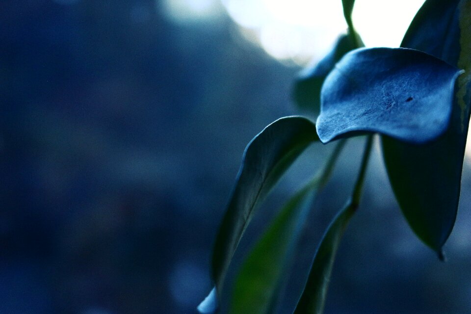 Macro tropical wallpaper